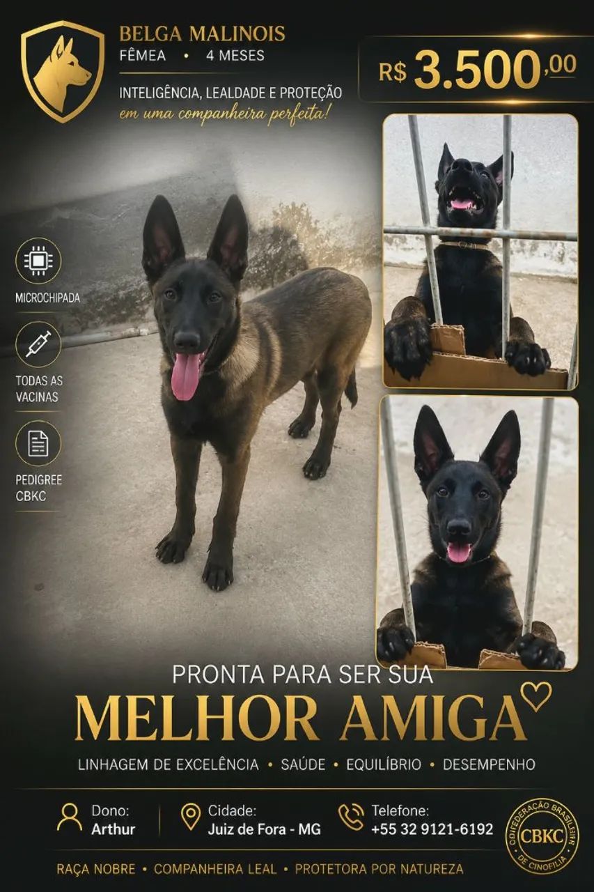 Belga Malinois