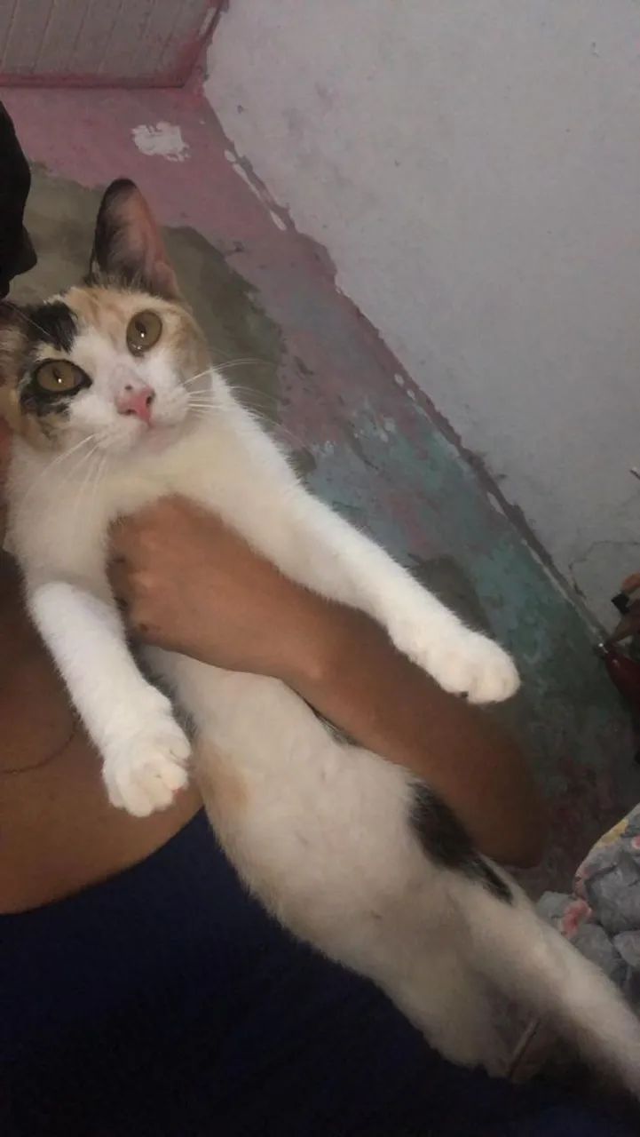 Gato fêmea para doação 