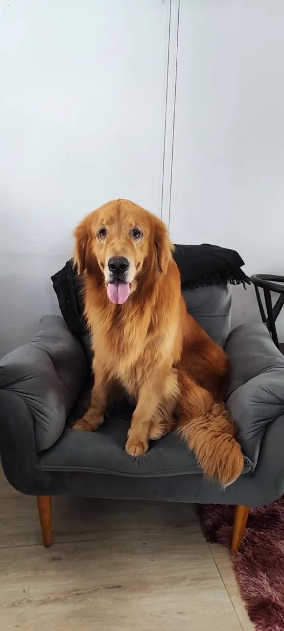 Golden Retriever DOA-SE