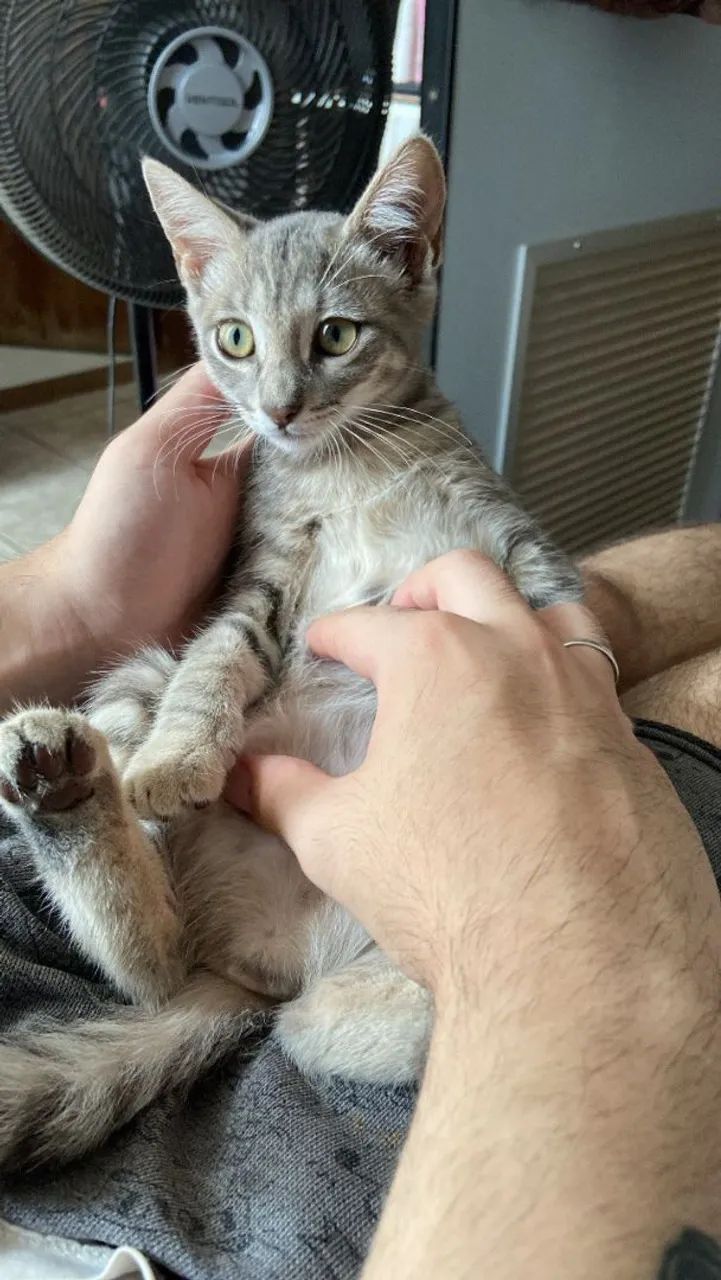 Doação gatinha filhote  - Foto 2