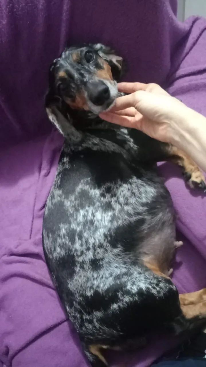 Salsichinha  - Foto 5