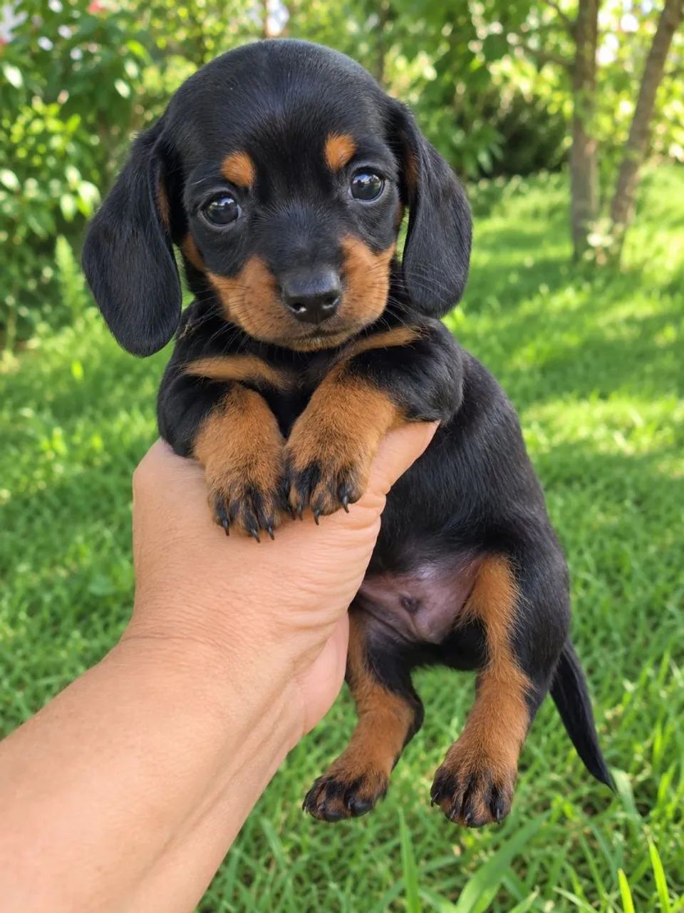 Macho dachshund para reserva 