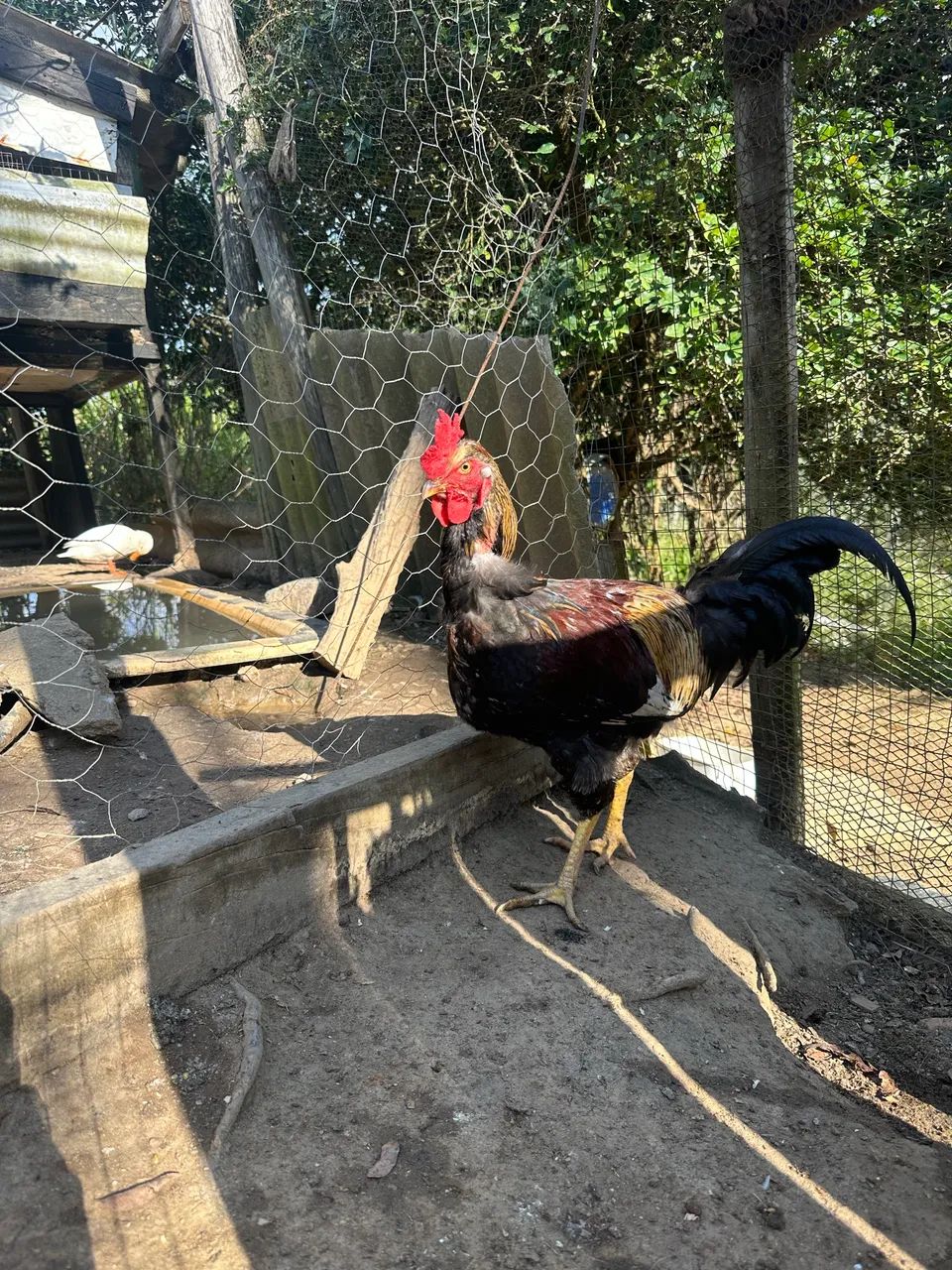 Frango caipira 