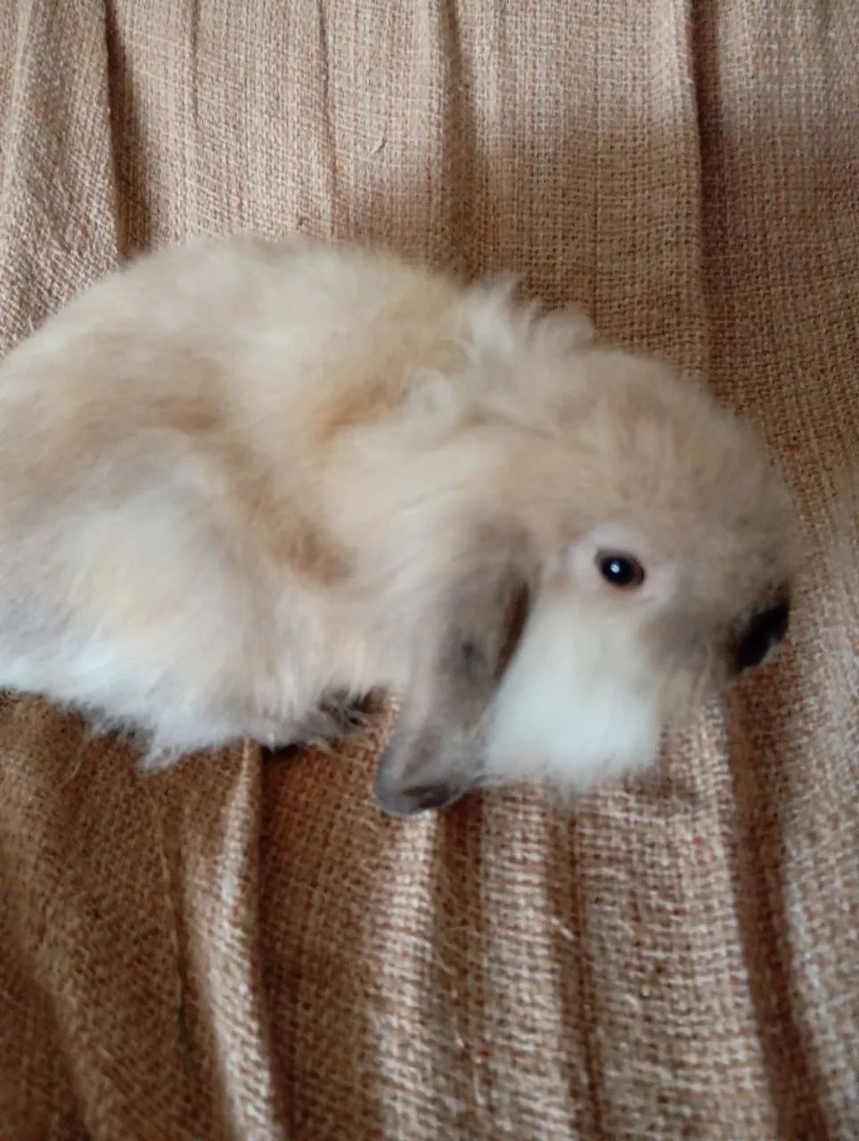 Lindos coelhos, da raça mini lop Uruguai, e fuzzy lop siamês.