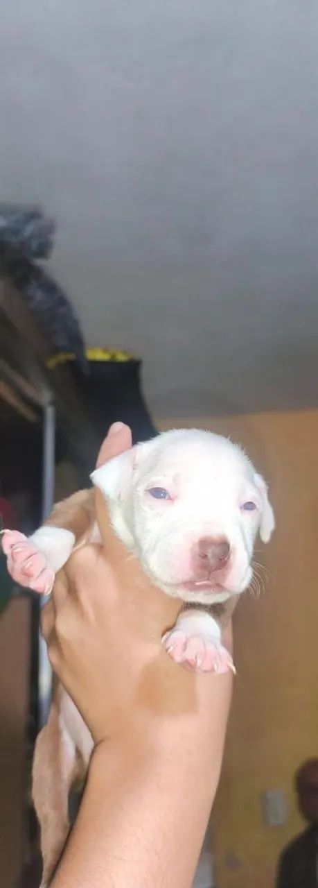 Filhote de Pit Bull  - Foto 2
