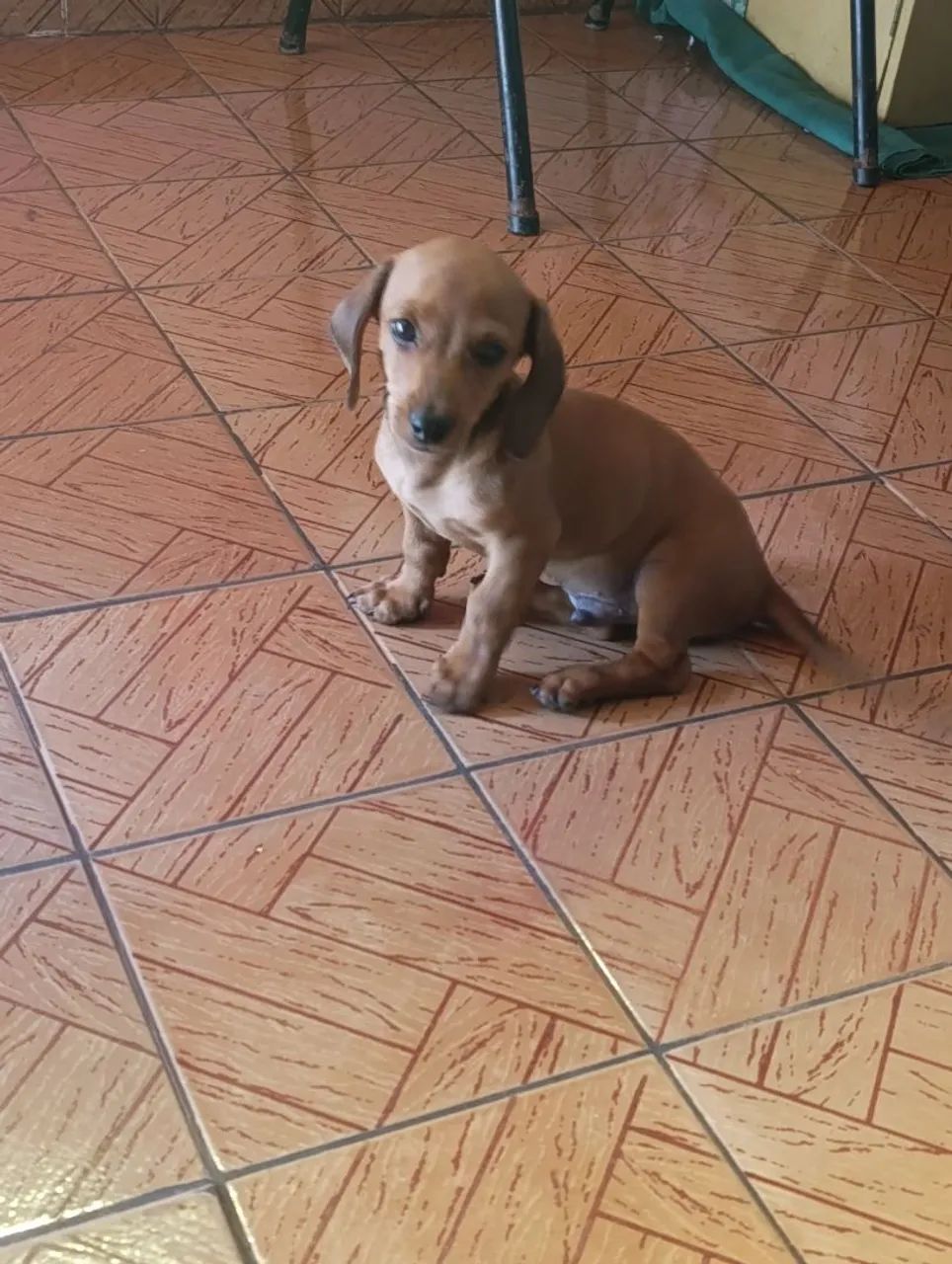 Animais de estimação  - Foto 3