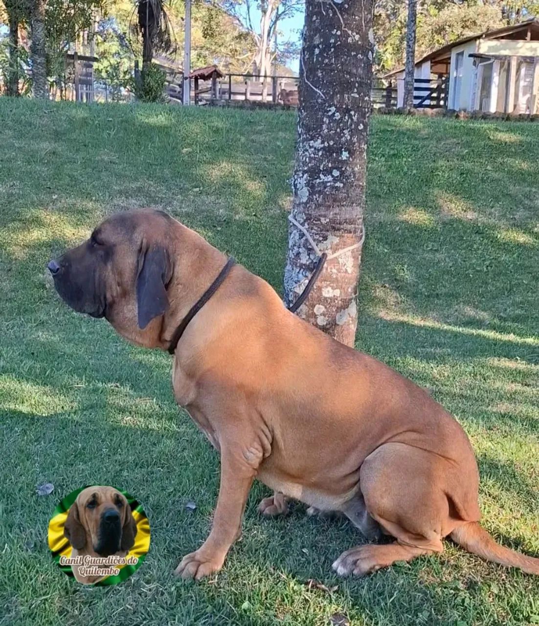Fila Brasileiro  - Foto 5