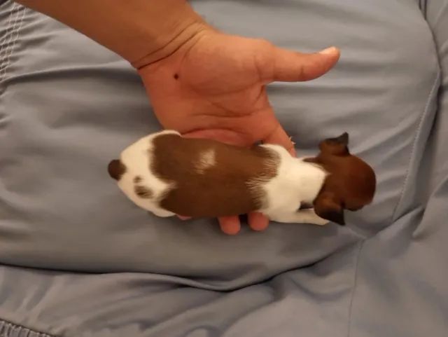Vendo Filhotes de Pinscher  - Foto 2