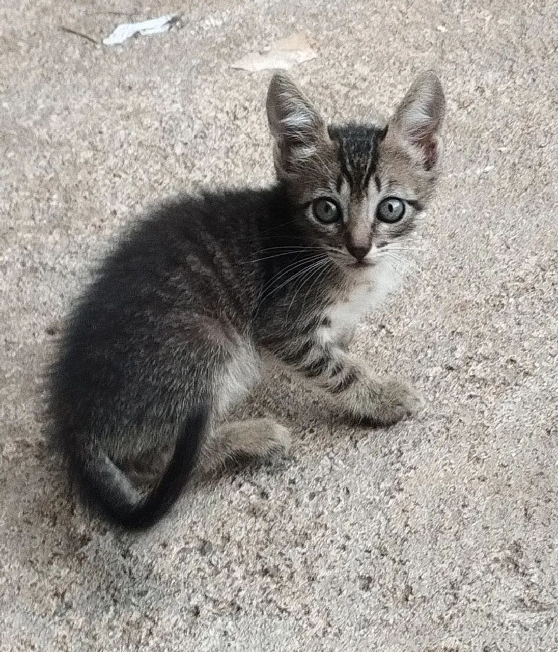Doação de Gatinhos - Foto 5