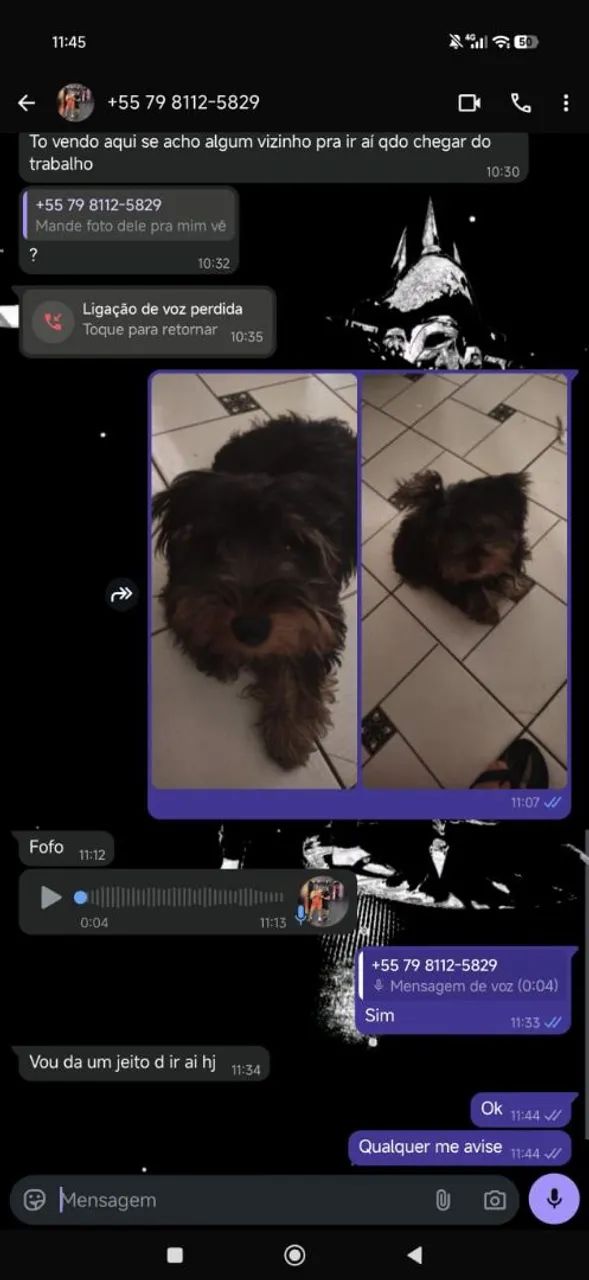 Vendo um yorkshire terrier 