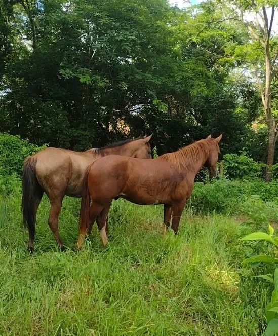 Cavalo 