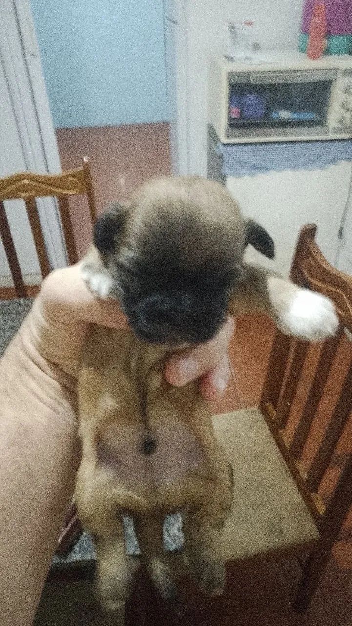 Cachorro  - Foto 2