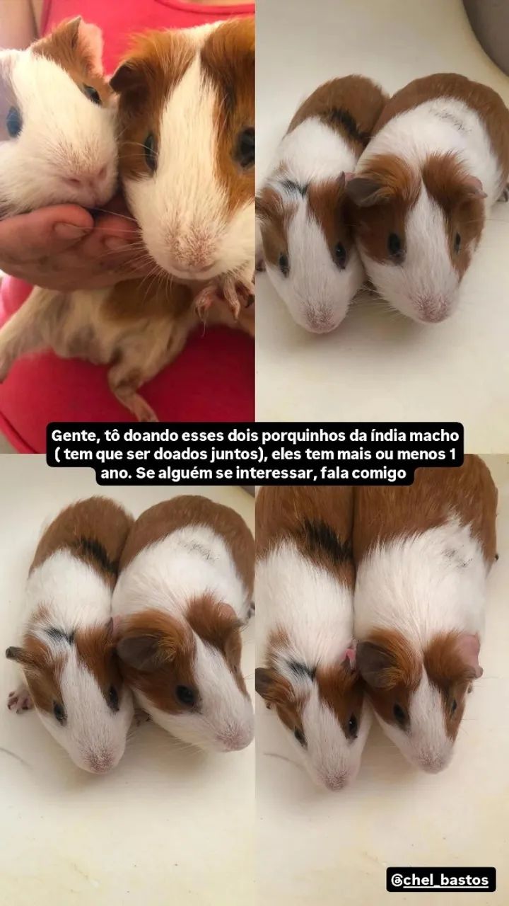 Dois porquinhos  da índia macho  - Foto 3