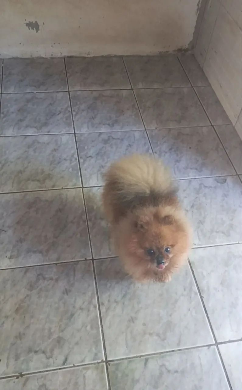 Lulu da Pomerânia  - Foto 2