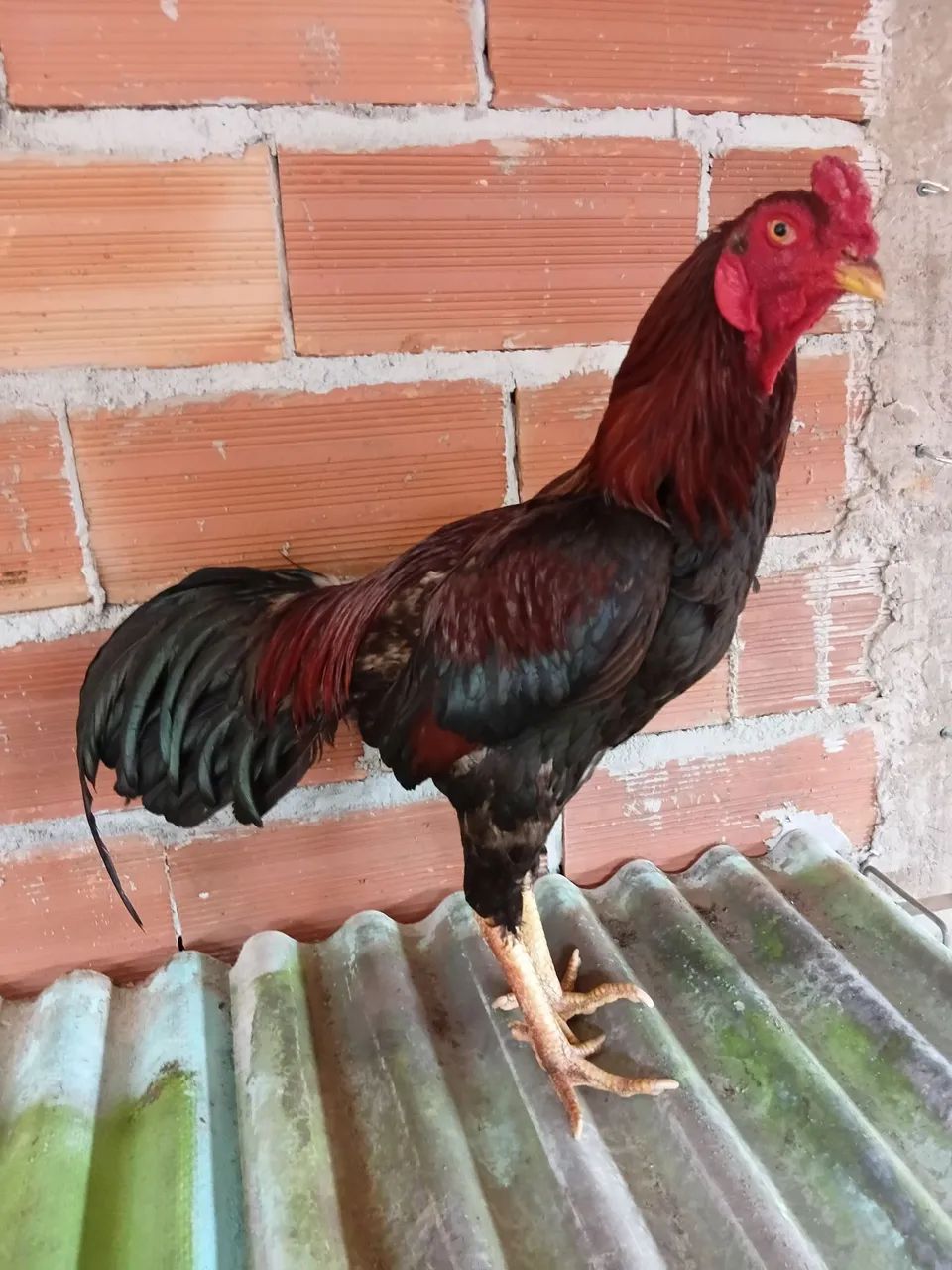 Galinhas