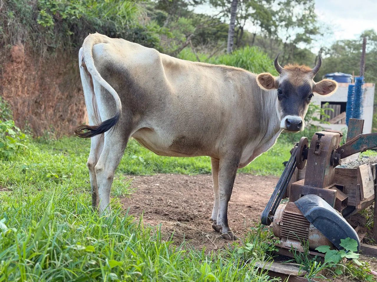 Vaca Jersey Pura segunda Cria Prenha pra abril