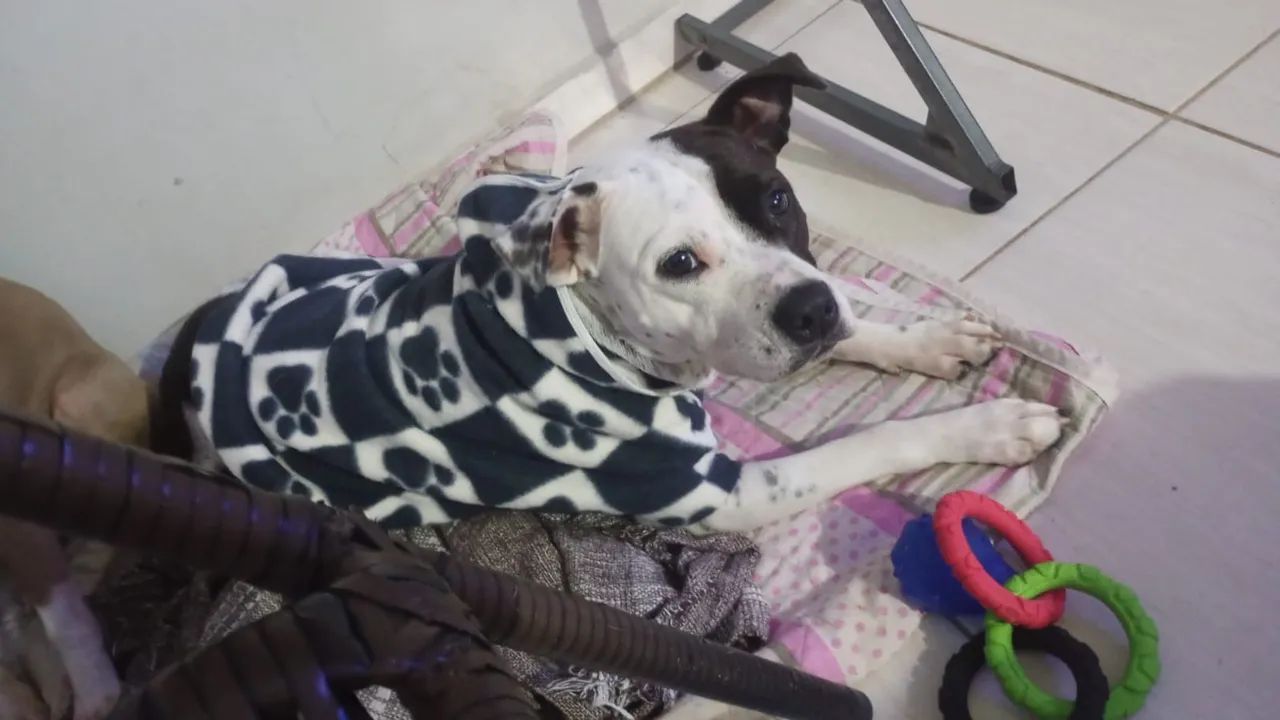 Cadela Doação - Foto 4