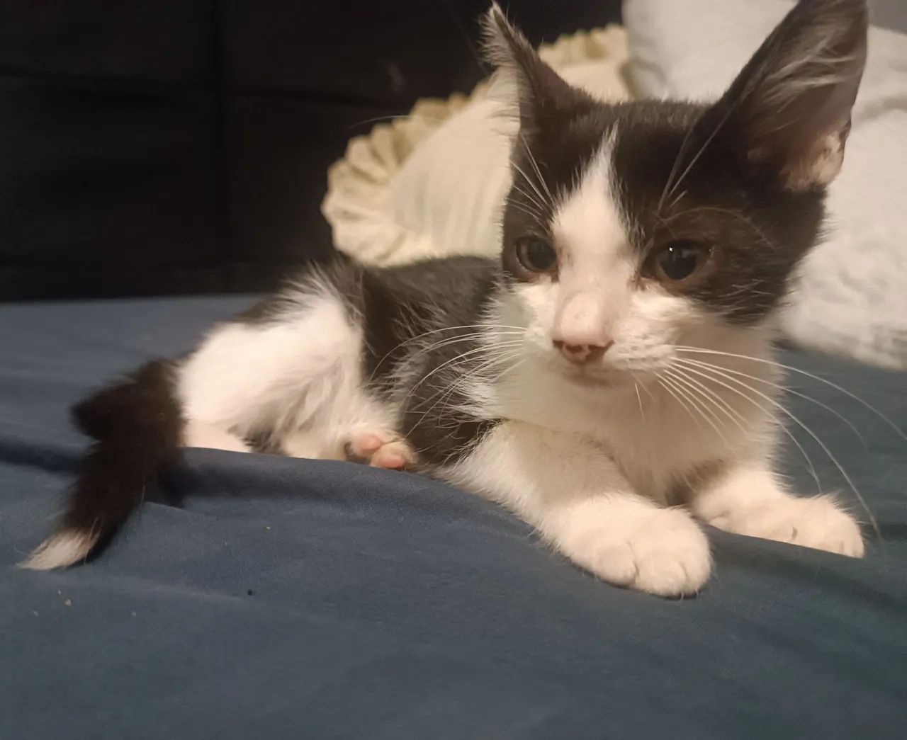 Doa-se gatinho frajola resgatado macho - Foto 4