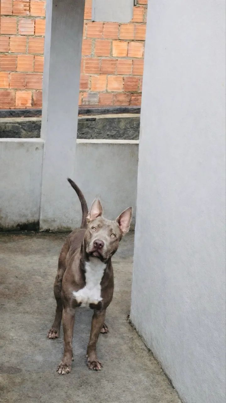 Pitibull  - Foto 2
