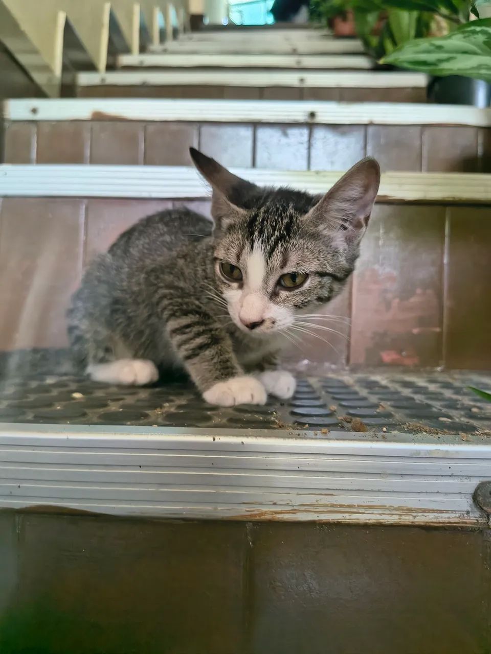 Adoção responsável - gatinha - Foto 3