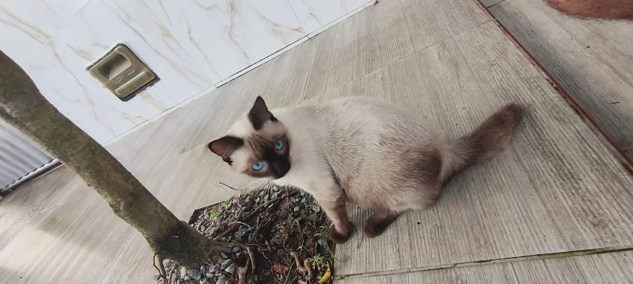 Doa-se Gato macho siamês.