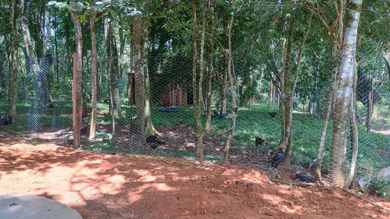 Vendo sítio - chácara  - Foto 2