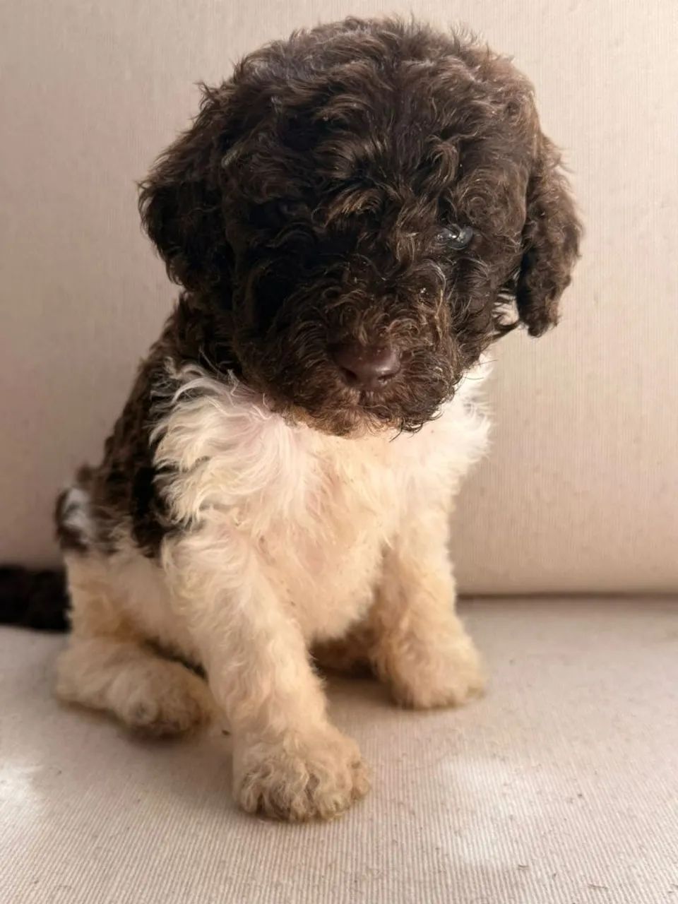 Poodle Gigante  - Foto 2