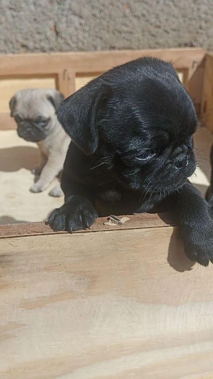 Filhotes de Pug  - Foto 3