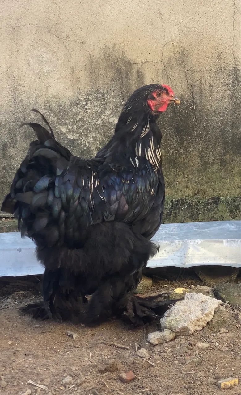 Frango Brahma black disponível 