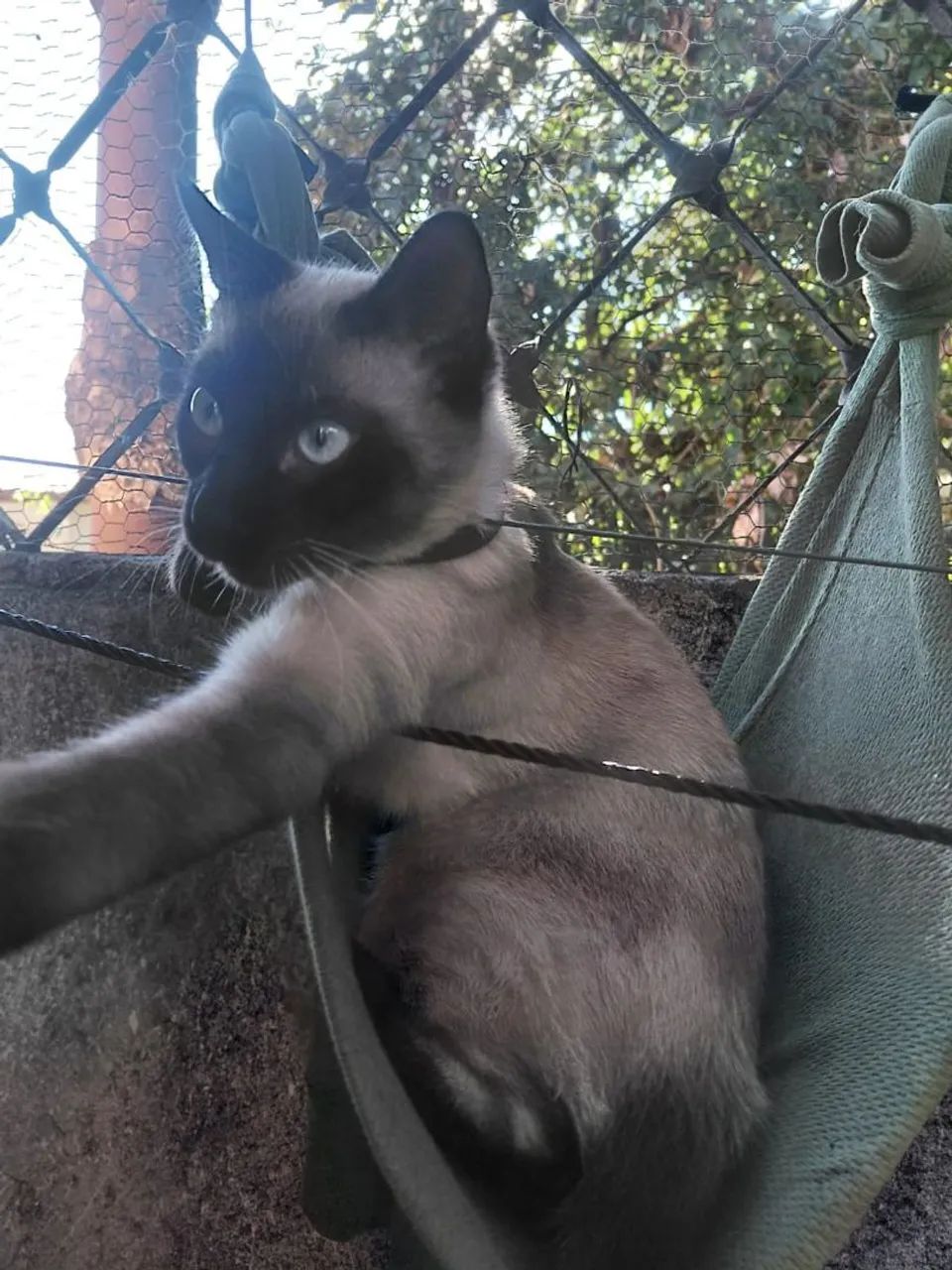 Gato siamês macho  - Foto 2