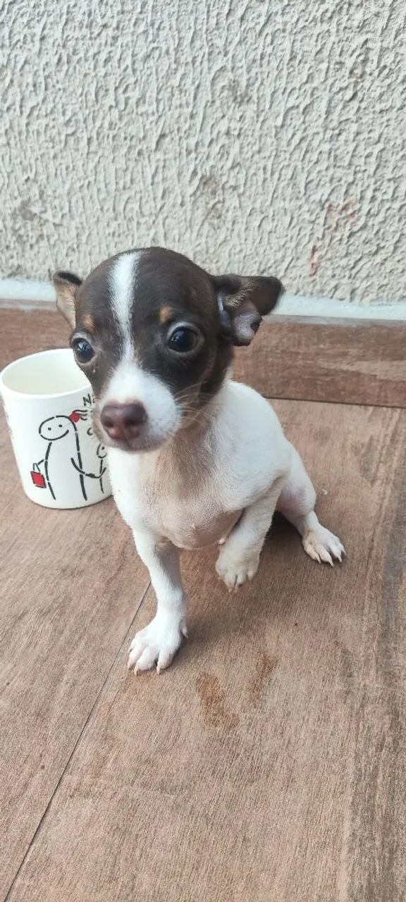 Pinscher - Foto 3