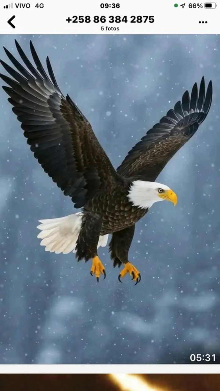 DETETIVE PARTICULAR  - Foto 3