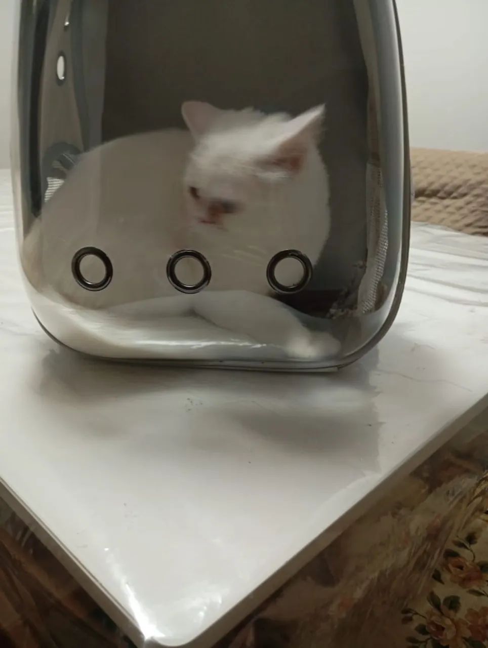 Gato Persa Branco com Olhos Azuis - Foto 5