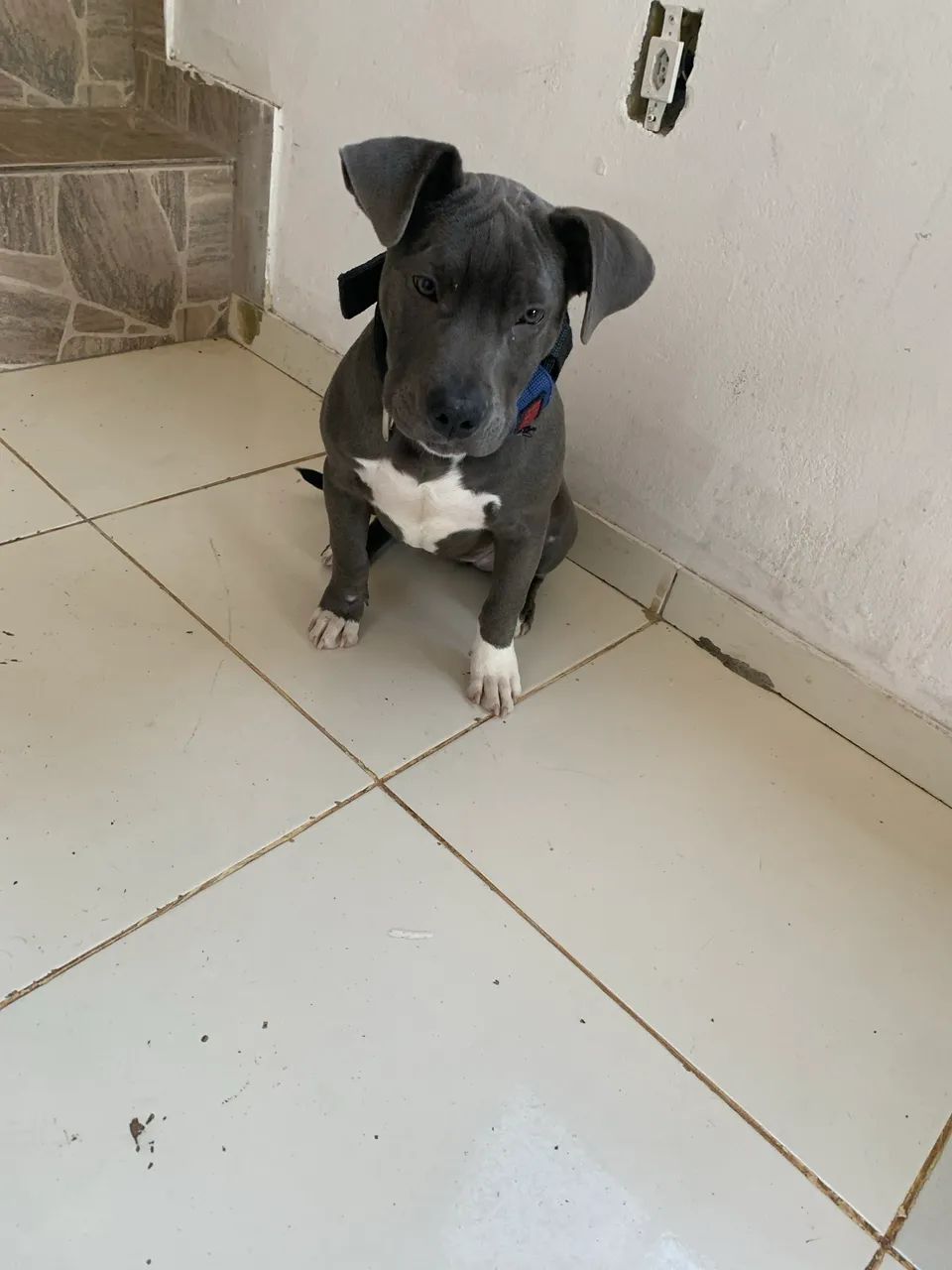 Fêmea de pitbull 