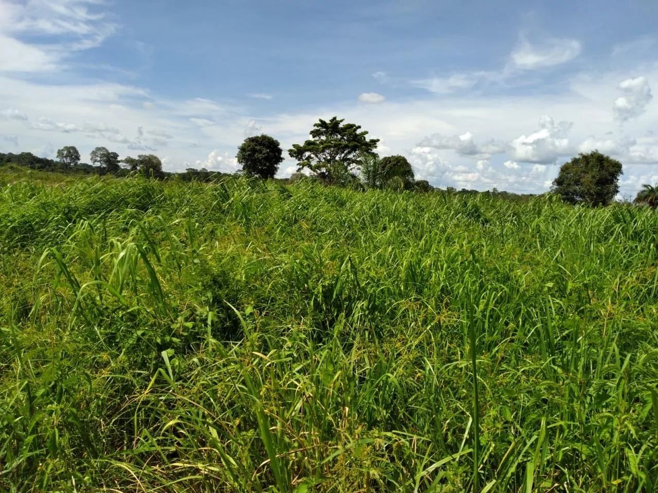 Fazenda Jussara  - Foto 4