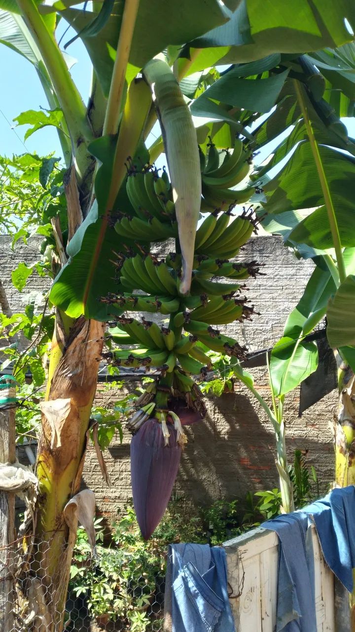 Mudas de banana nanica.25.00 cada. - Foto 3