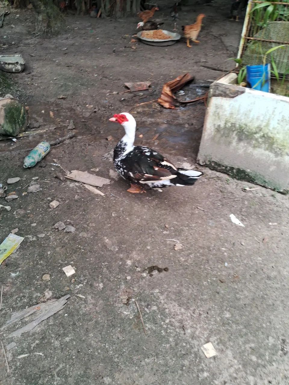Vende-se patos adultos - Foto 5