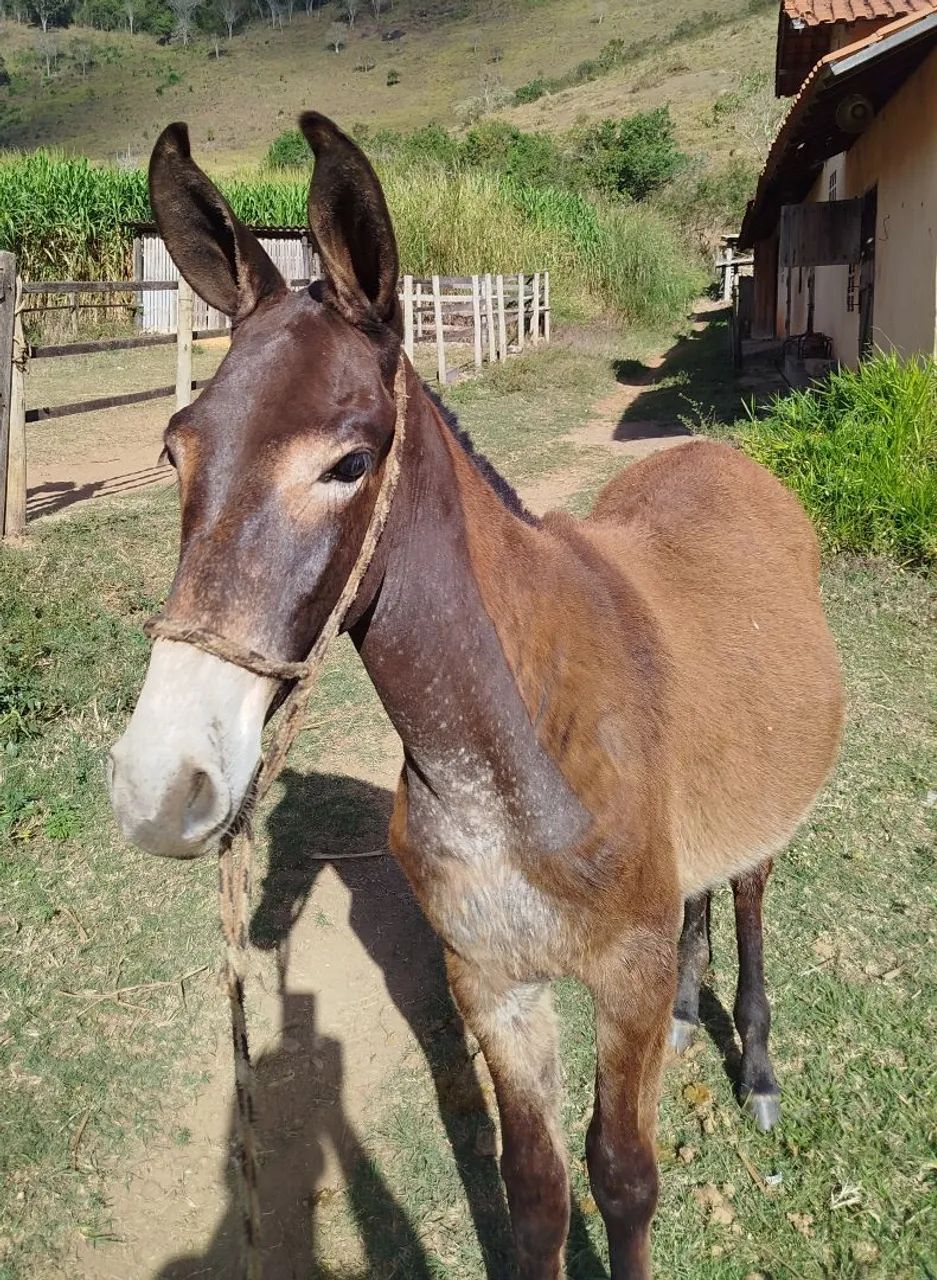 Burro - Foto 2
