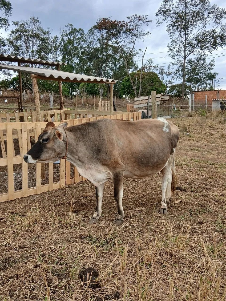 Vaca Jersey  - Foto 3