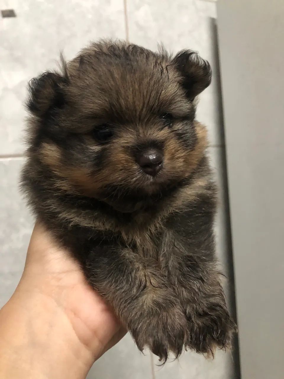 Cachorro  - Foto 3