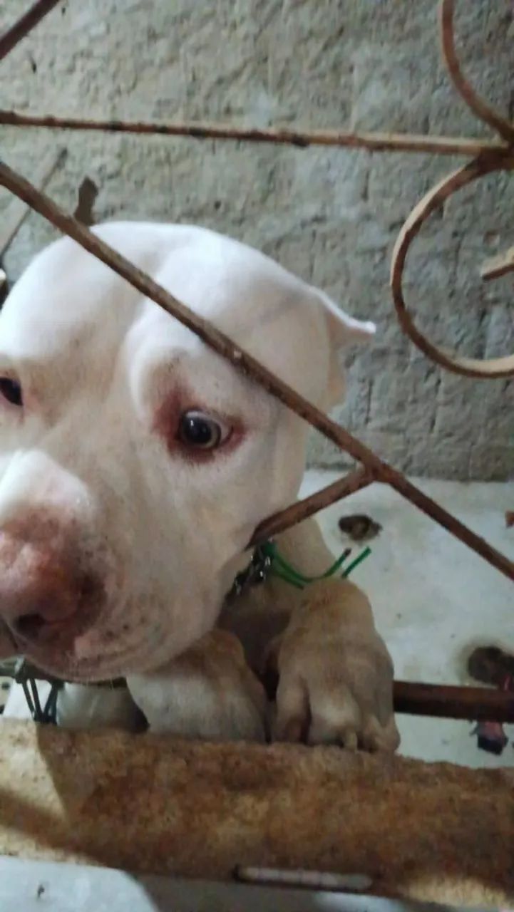 Cachorro 