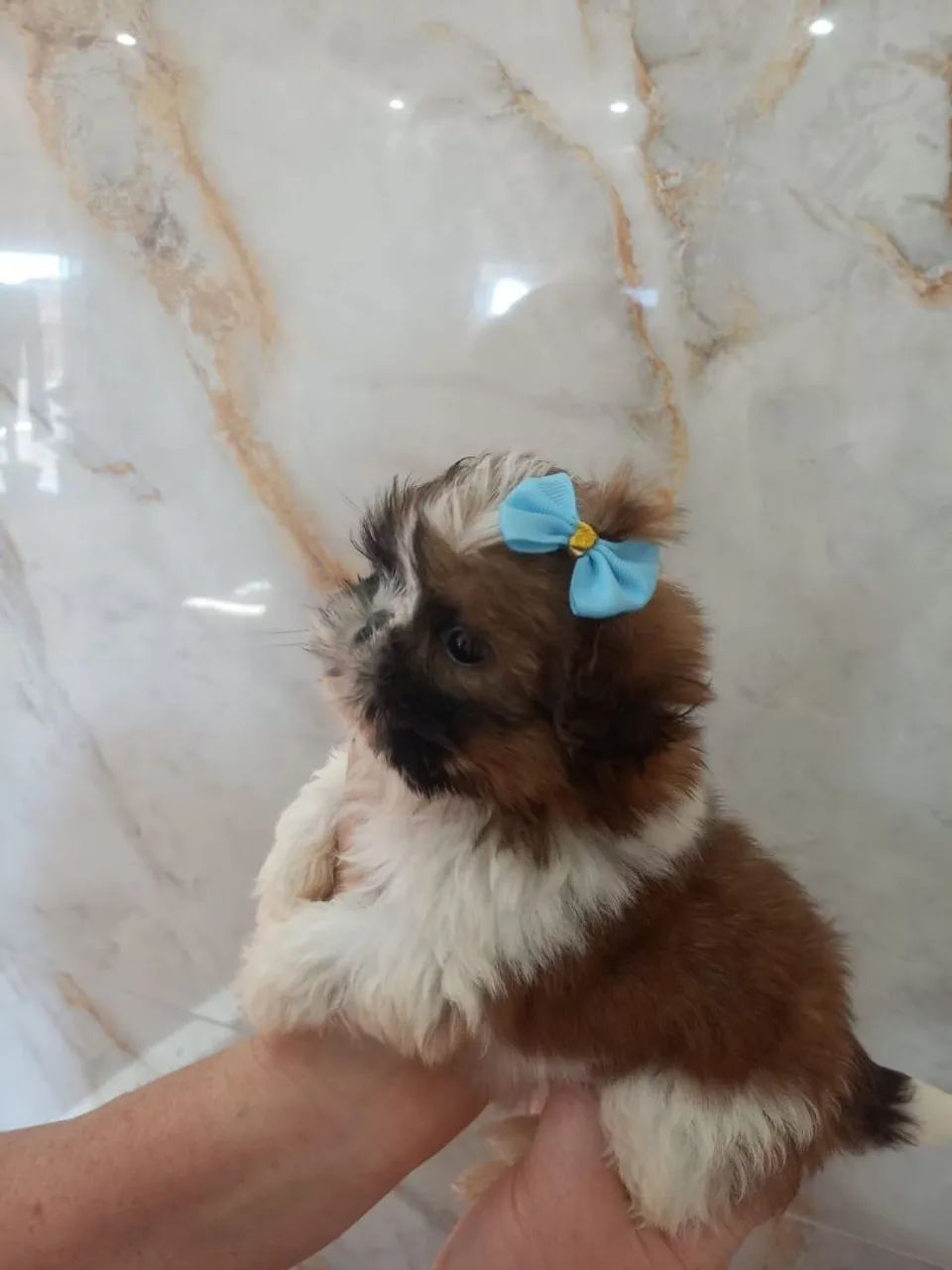Machinho de shih-tzu  - Foto 4