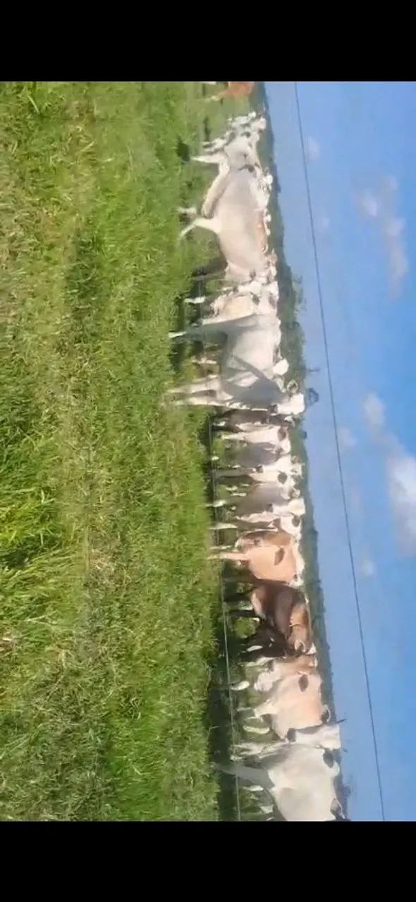 Fazenda a venda regiâo do pará  - Foto 4