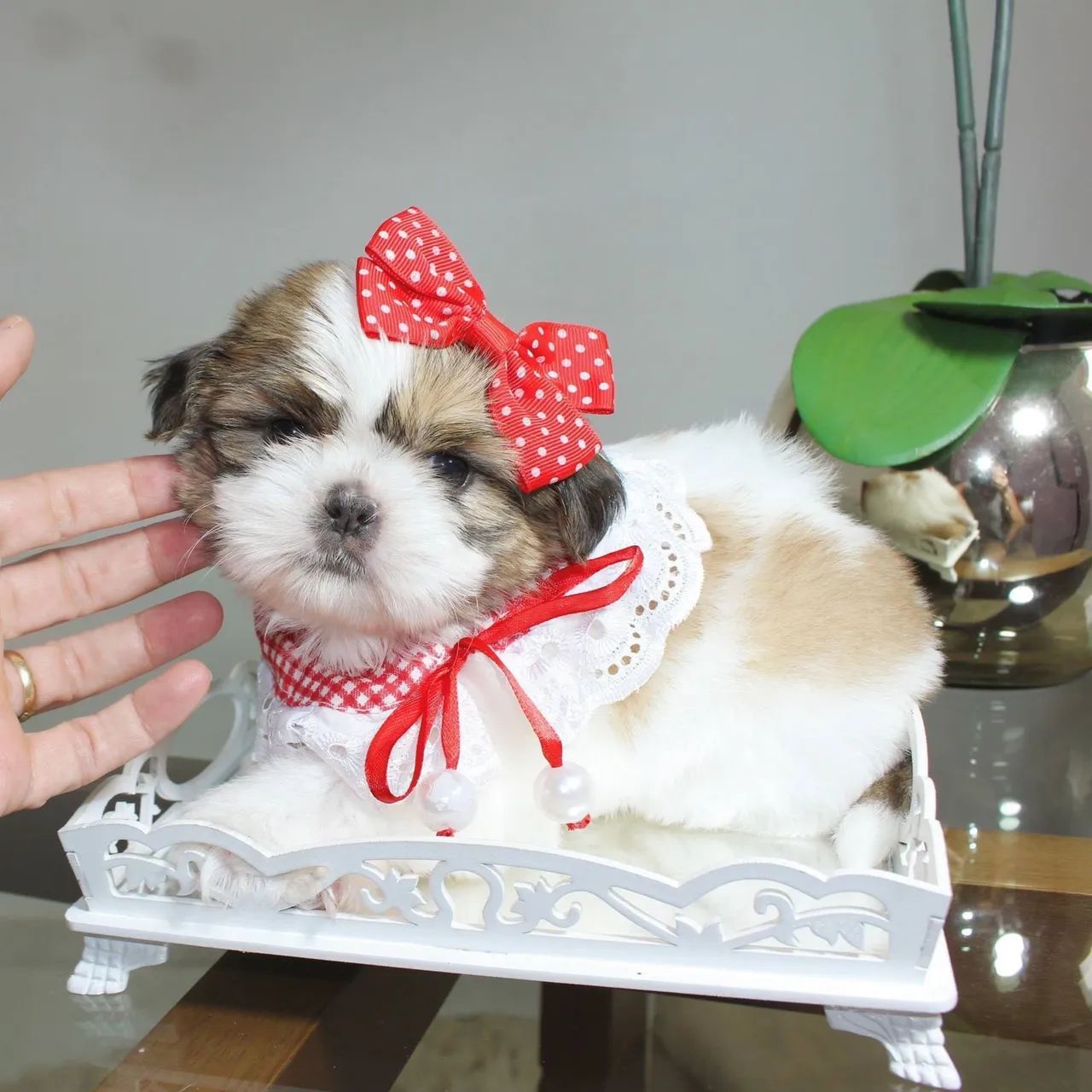 Shihtzu com pedigree  - Foto 4