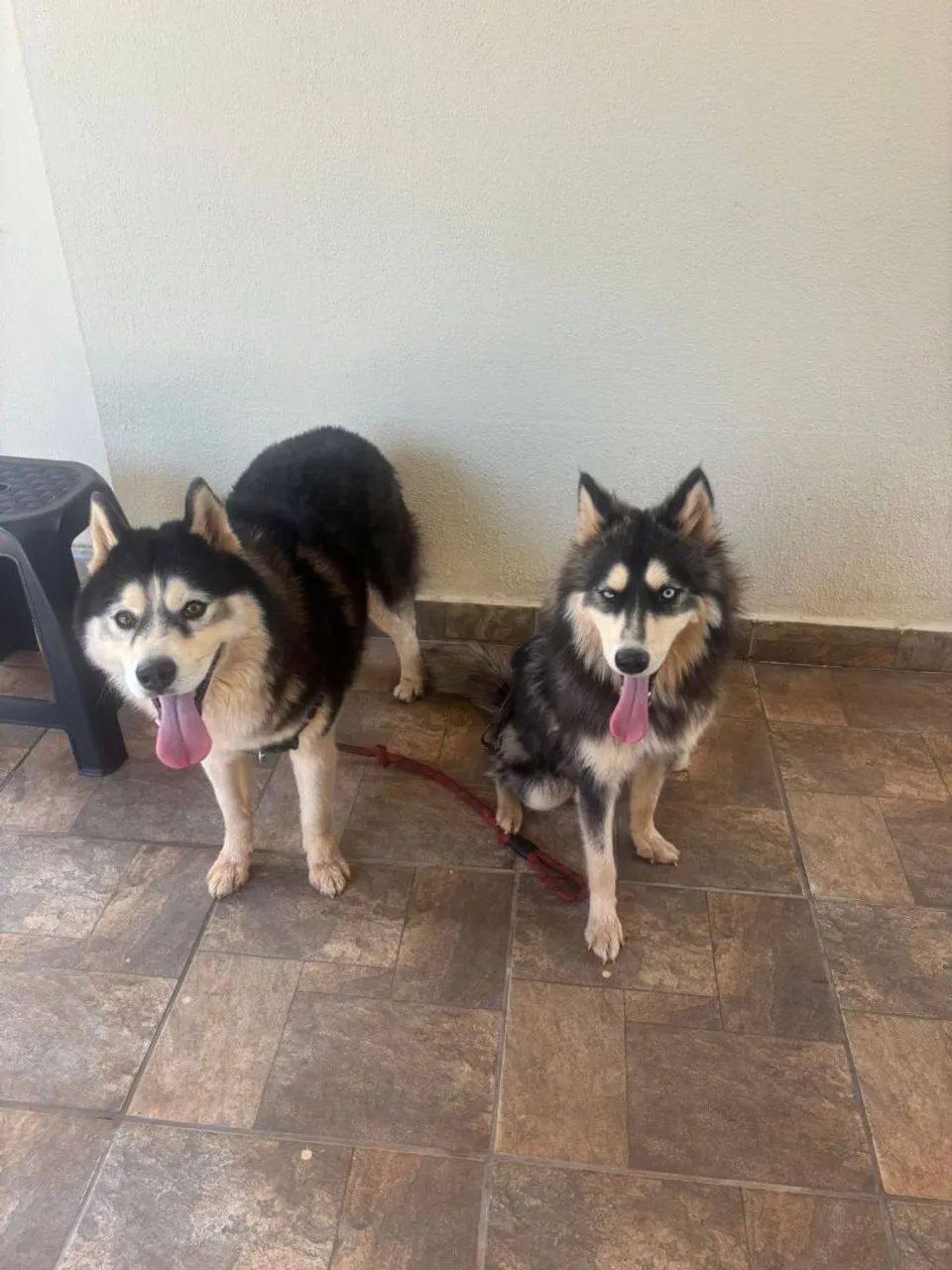 Husky Siberiano  - Foto 5