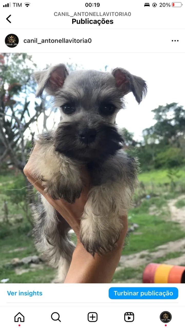 Schnauzer  - Foto 3