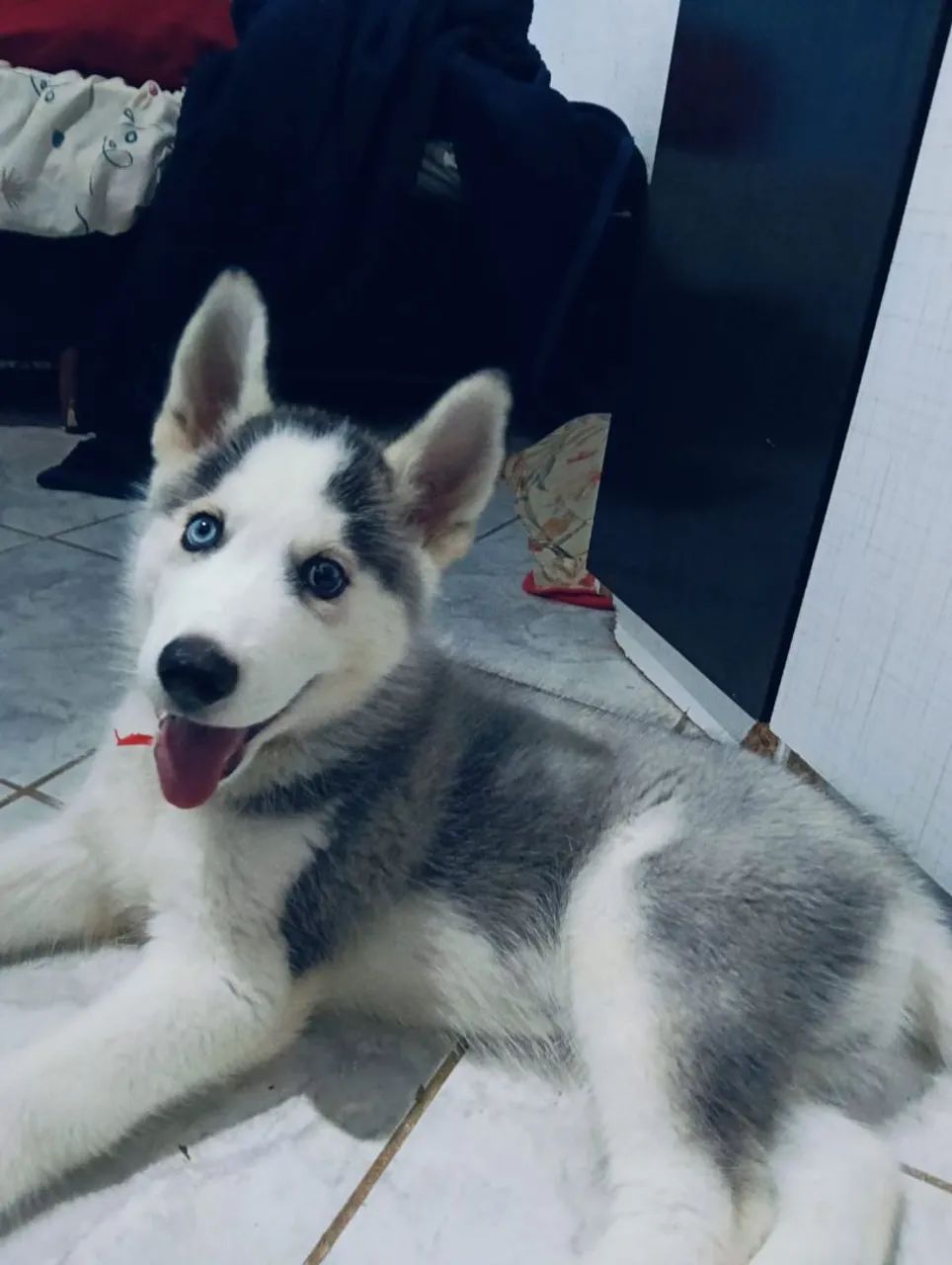 Husky siberiano 
