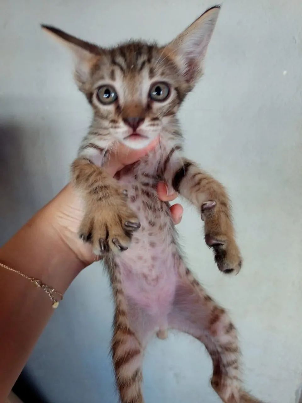 Gatos - Foto 2