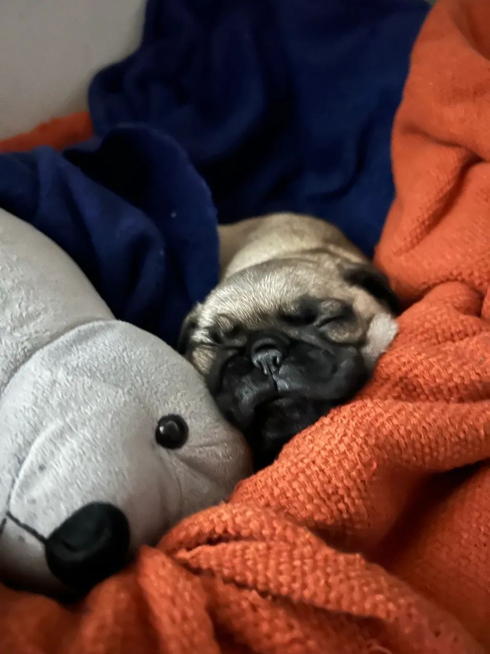 Filhote Pug macho Telêmaco Borba - Foto 3
