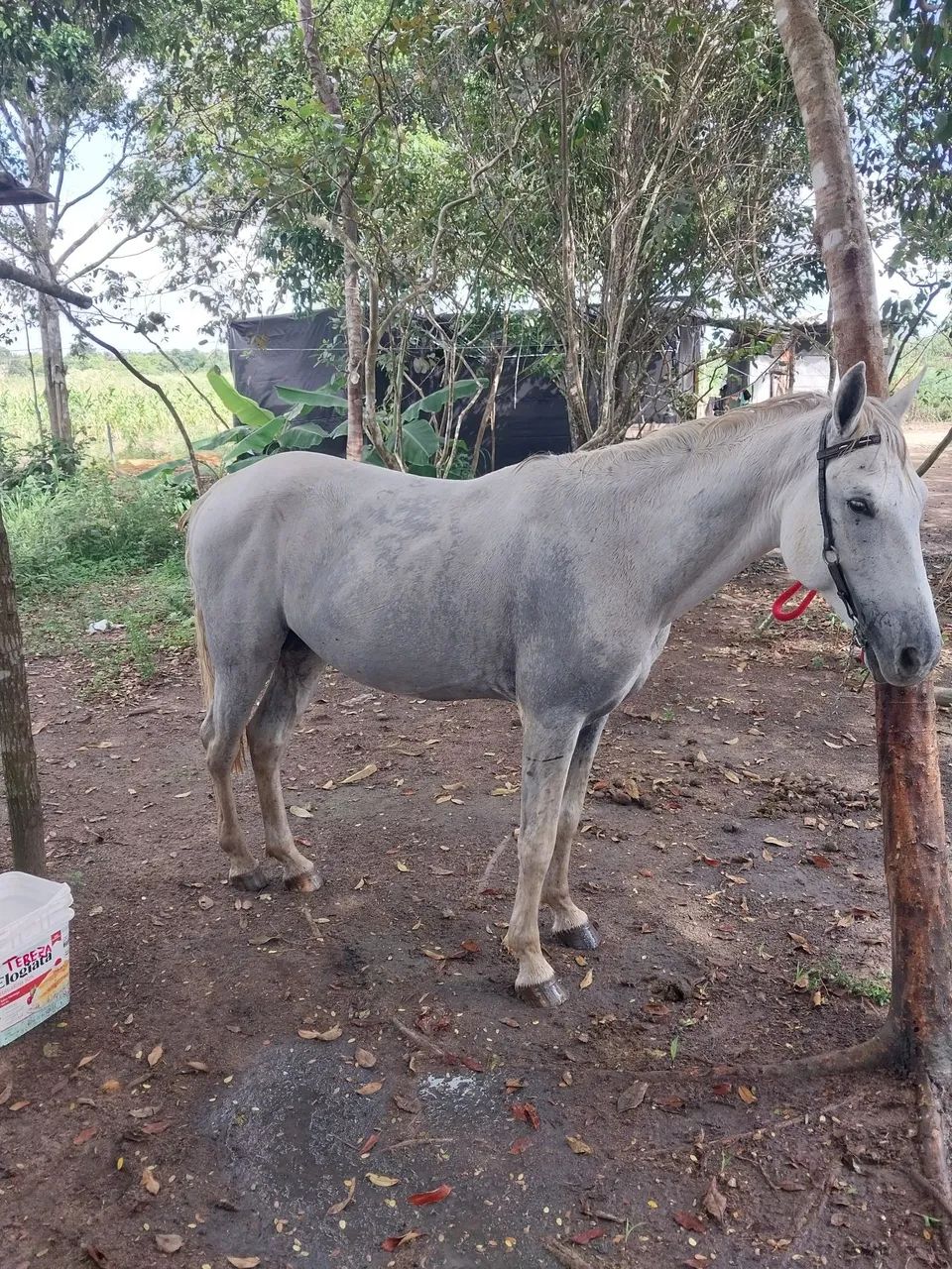 Cavalo